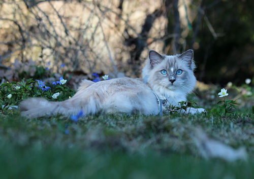 young-kitten:  isriana:  New photos of my pretty boy ♥ Nemo, ragdoll, 10 months  Ragdolls are soooooo cute! 