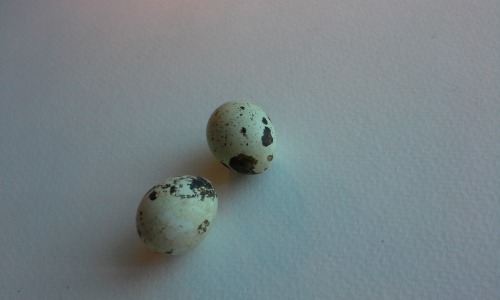 Oddities- Button quail eggs