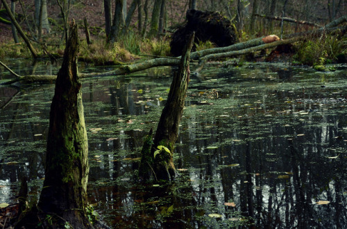 peatbog by anna.night on Flickr.