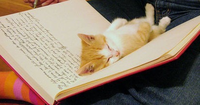 whiskersandpages:Cats sleeping in books