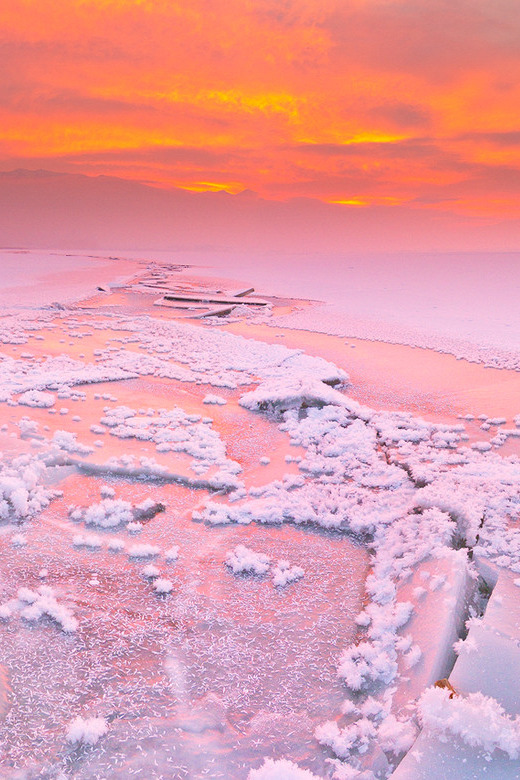 sundxwn:  Pink Delight by Andrew Davidson 