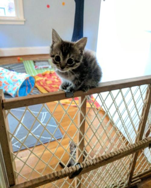 awwww-cute:  Look what I can do!! (Source: http://ift.tt/2idITgx)