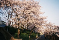 kunihito-miki: Japanese Cherry Blossom /日本樱花  