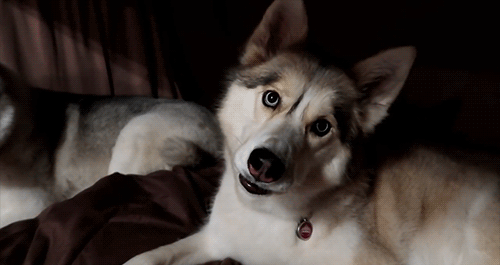 Snow Dogs Vlogs - WICKED STORM BEFORE CAMPING