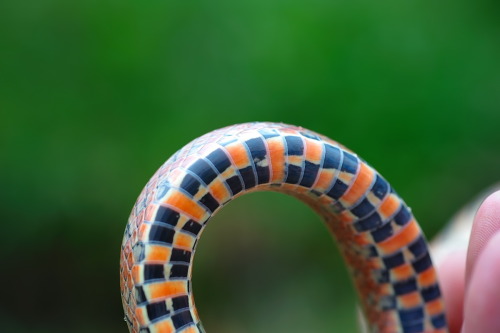 Young jimuguri (burrowing rat snake​/Japanese forest rat snake), pic taken by Momo. Those super shy 