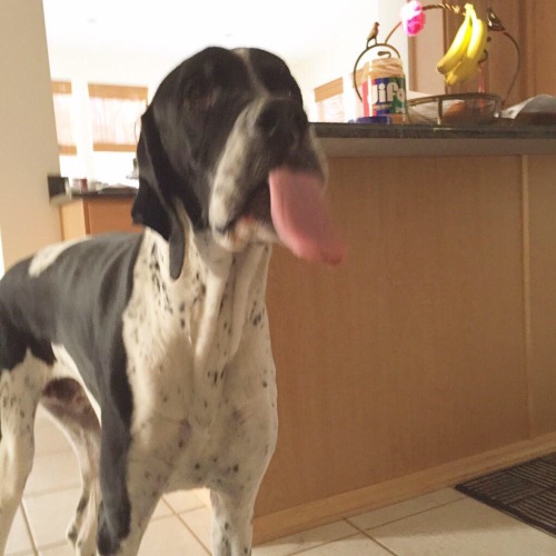 actualdogvines:  i love my meme dogs (submitted by ballsock)