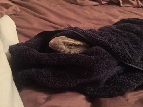 theslinkylizard:You horrible human why did you give me a bath? What did I do to deserve this torme
