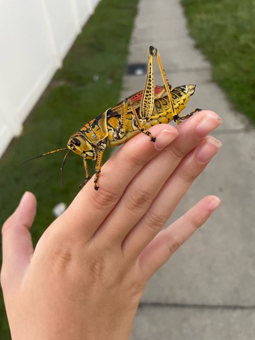 Silly Bugs And A Lizard