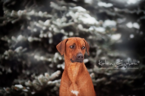 &ldquo;Rhodesian Ridgeback&rdquo; Canon EOS 5D Mark II + 135mm f/2L USMAuthors: Katrin Lebedinskaya 