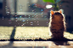 theanimalblog:  Kitten Observes Bubbles.