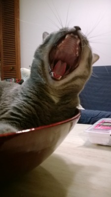 derpycats:  Dat yawn tho.