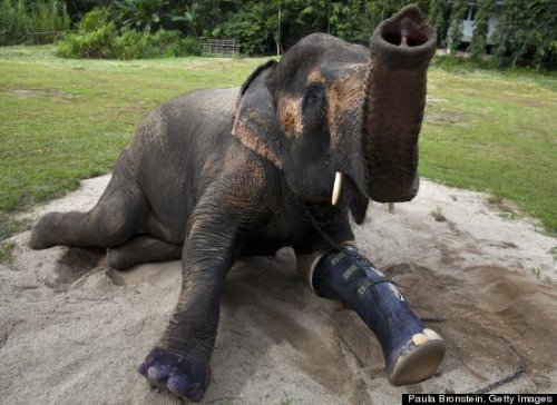 sixpenceee:  A 50-year-old elephant in Thailand who lost her left front leg a few years ago is now kicking it up with a new prosthetic.The elephant, named Motala, lost the appendage in 1999 after she accidentally stepped on a land mine left over from