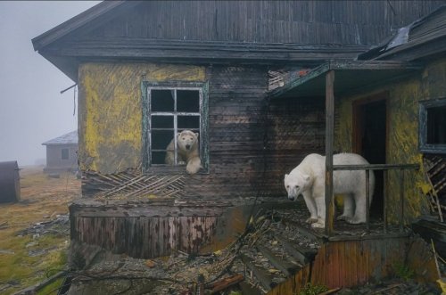 allosauroid:A pair of polar bears explore an abandoned Soviet weather station on Kolyuchin Island, o