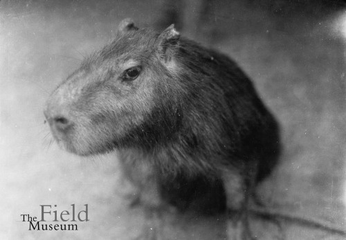 fieldmuseumphotoarchives:Mammal Monday, and this Capybara is not amused with your Monday shenanigans