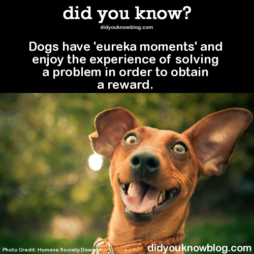 babygirlssweetsurrender:  did-you-kno:    Studies show that when dogs solve a problem to earn a reward they wag their tails more and are more eager to repeat an experience than if they are just given a reward.      Source   :-D :-D :-D I swear……mine