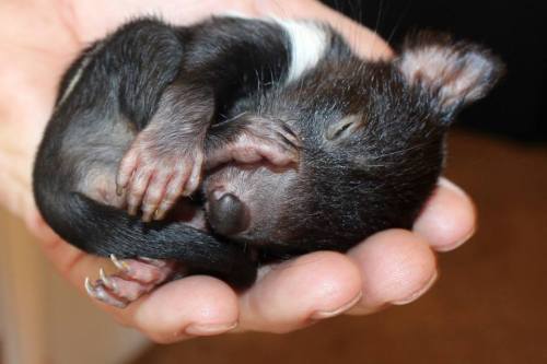 Porn catsbeaversandducks:Tasmanian Devil Babies!There’s photos