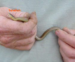 eteo:  skysoaring:  have a photoset of snakes