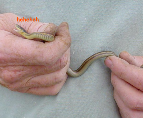 Sex eteo:  skysoaring:  have a photoset of snakes pictures