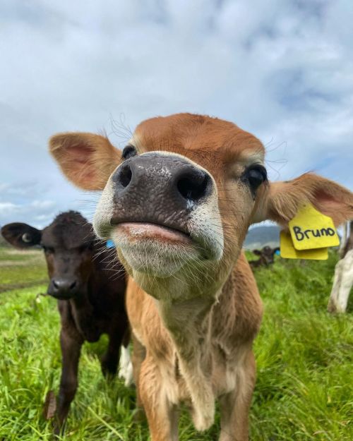 hughhighlander:Whisker Wednesday: Bruno, the nosy calfWhiskery young cow via cows of NZ: www