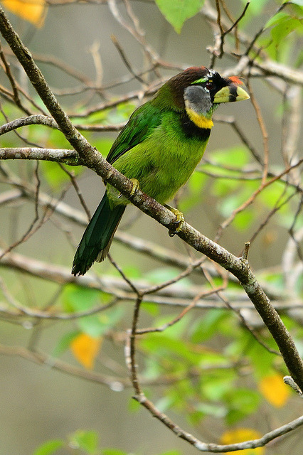 libutron:Psilopogon pyrolophus | ©Benjamin Naden   (Fraser’s Hill, Pahang, Malaysia)A Fire-tufted ba