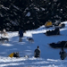 birdsareblooming:birdsareblooming:birdsareblooming:thinking about how they built