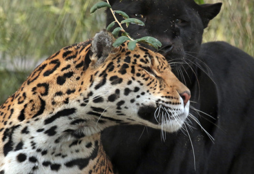 jaguarappreciationblog:jaguar Mowgli and Rica Artis JN6A3910 by safi kok on Flickr.