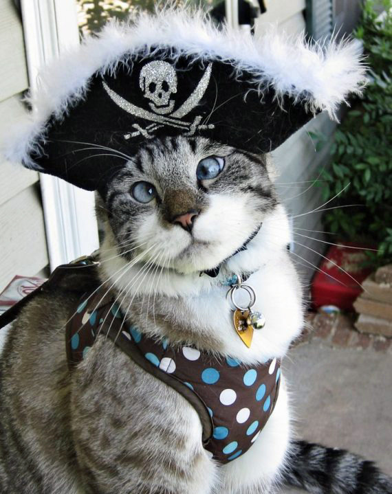 tastefullyoffensive:  Cross-Eyed CatsPreviously: Derpy Cats, Derpy Dogs