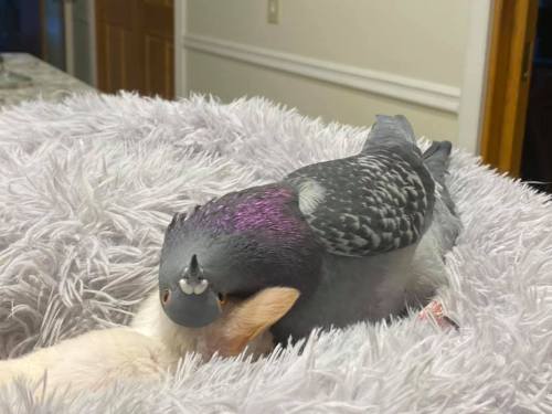 catsbeaversandducks: Pigeon that Can’t Fly and Special Needs Chihuahua Form Fast Friendship at New York Rescue The interspecies friends met at The Mia Foundation, a non-profit that helps pets with birth defects. Full story HERE 