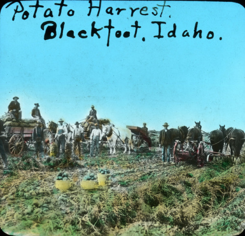 Gathering potatoes at Blackfoot (Idaho, c. 1910).
