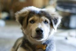 cutepetclub:  Golden Retriever/Husky mix