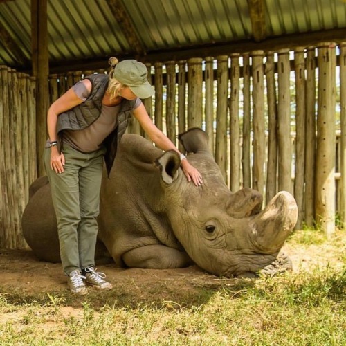 funnywildlife:#RIPSudan The last last male rhino is no more!#Repost from #RememberingRhinos @remembe