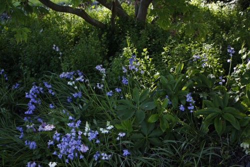 90377: Bluebells and other flowers at the botanical garden, May 2016