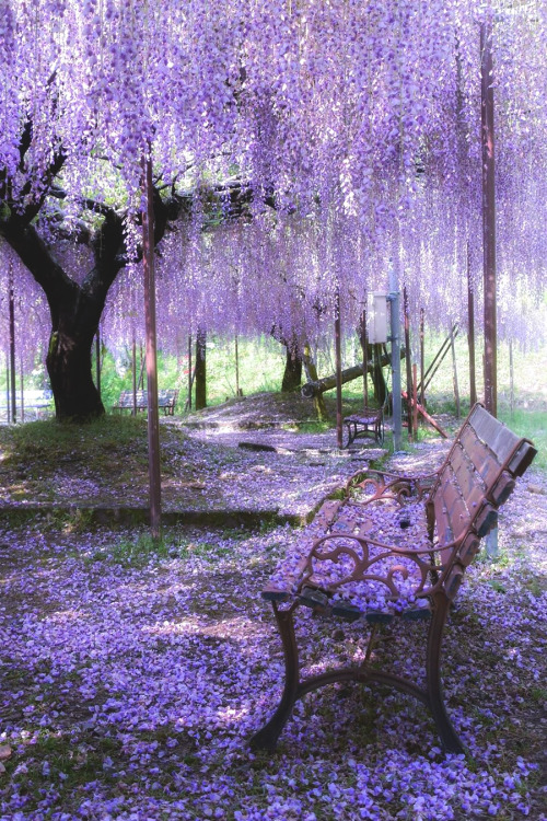 lsleofskye:Beautiful Wisteria, Hyogo, Japan | candyhoneysugar