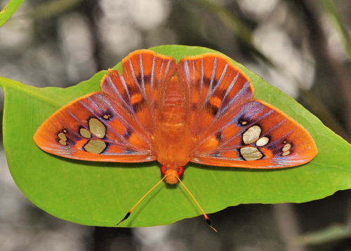 redlipstickresurrected:Brisbane Insects - Rare Redeye Flat male in Karawatha Forest Rocks Circuit, B