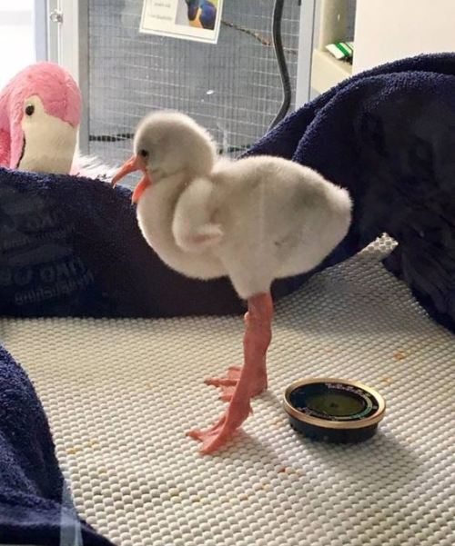 thekalopsiakid: sixpenceee: This is what a baby Flamingo looks like. HE LEG 2 BIG FOR HE GOD DAMN BO