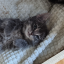 kitteniestkitten