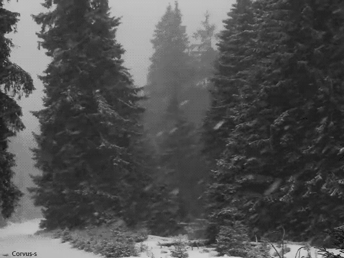 Featured image of post Winter Forest Tumblr So much goodness is coming