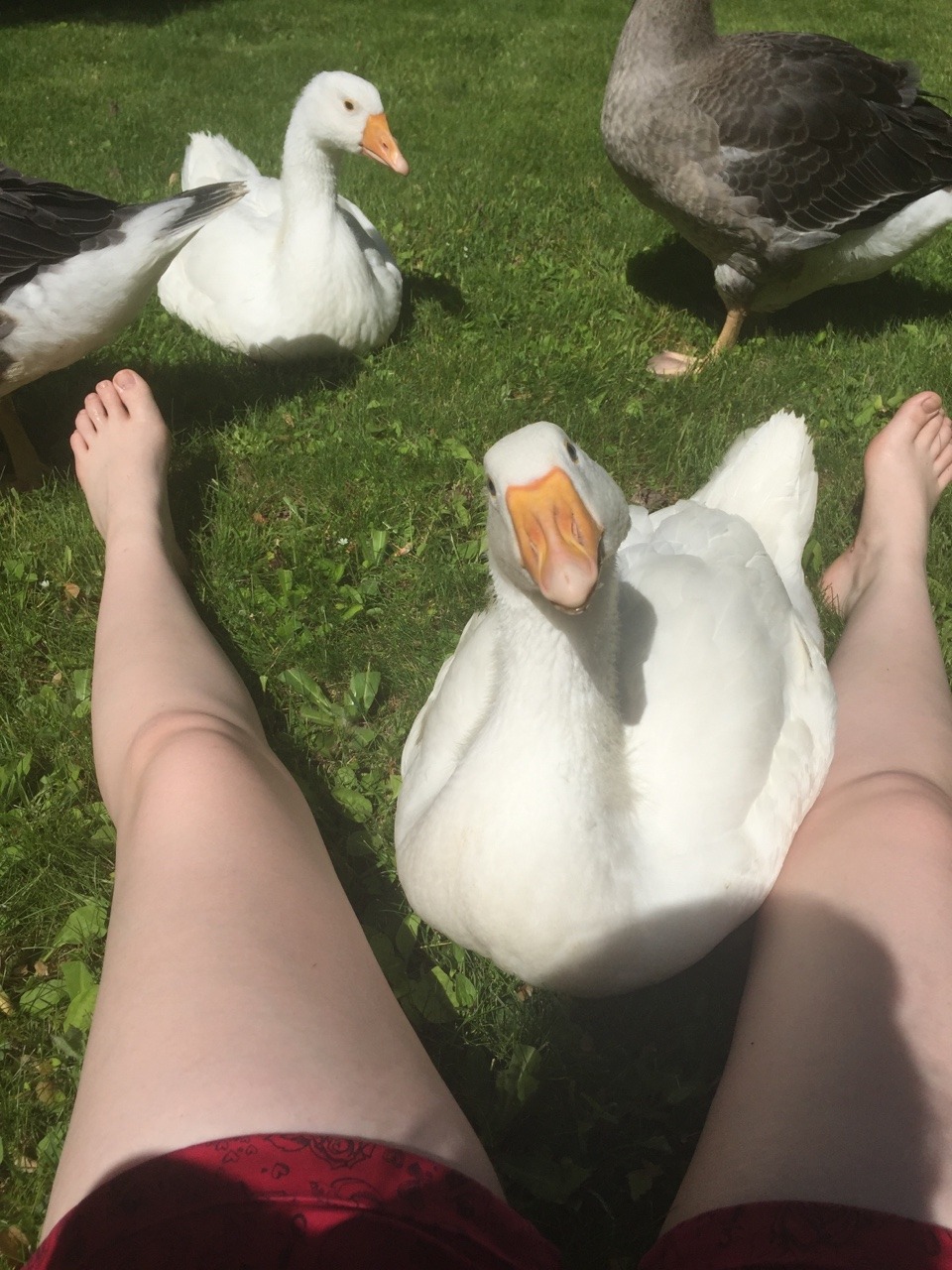 importantbirds:  Geesethey arriv……. The mots horror video is…… a reality.Danger