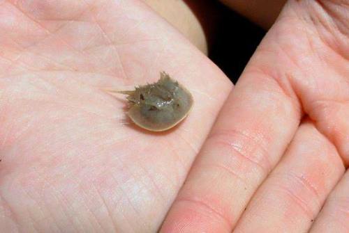 dragonmaw:  denizensofearth:  somersault1824:  Have you ever seen a baby horseshoe Crab (Limulus sp.) before? They are tiny little things, that within a few weeks will grow so much every time they molt (change the exoskeleton), measuring up to 60cm in