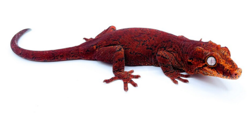 the breeder i got my geckos from is breeding gargoyles now and i’m super tempted to grab one of the 