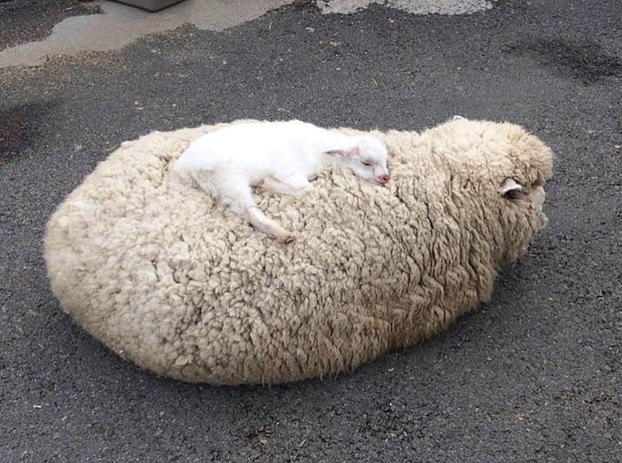awwww-cute:  Moms make the best beds. (Source: http://ift.tt/2wm0its)