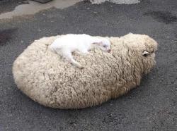 awwww-cute:  Moms make the best beds. (Source: