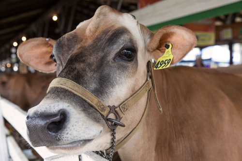 At the Dutchess County Fair.