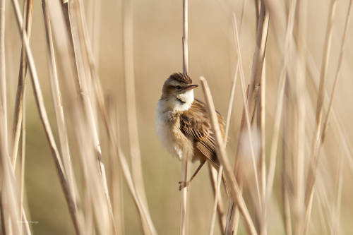 Singing in the reedA trustful sedge warbler (I hope the identification is right ;-))