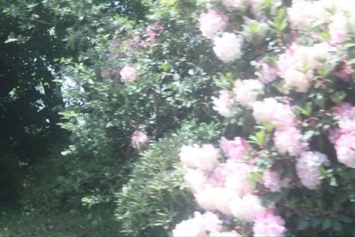 Angels Kiss In Spring