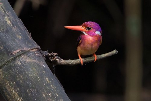 ladylisa:babyanimalgifs:This makes me so happy (via)He beak too big for he face