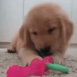 Puppy Stimboard ▼⁠・⁠ᴥ⁠・⁠▼