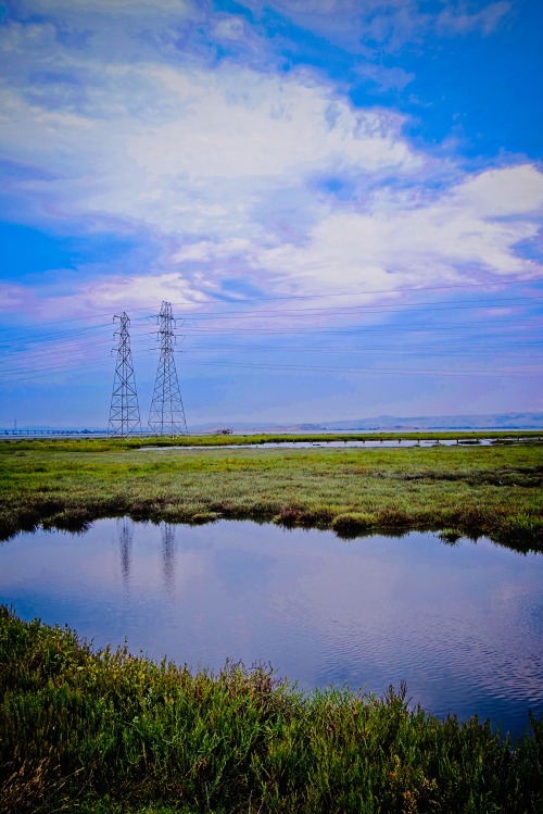 baylands landscapePlease leave captions &amp; credits intact and don’t reblog to NSFW/18+ blogs.