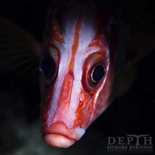 Crown Squirrelfish (Sargocentron diadema) at #PalmerstonAtoll. We are heading to the #CookIslands next week with @rileyhath to film and photograph her adventures for the second series of @young_ocean_explorers This week I will post some images from...