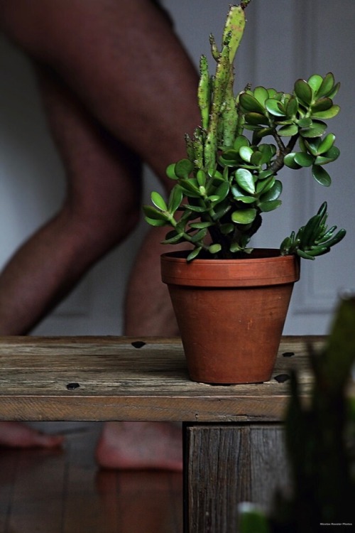 lamainaupaquet:  Succulentes